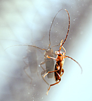 picture of Violet Tanbark Borer, Phymatodes testaceus