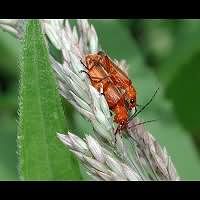 foto van Kleine Rode Weekschildkever(Rhagonycha fulva)