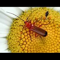 photograph of Soldier Beetle (Rhagonycha fulva)