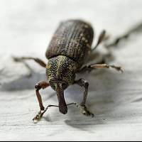 Pine Weevil