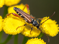 foto van Smalvleugelige Bok, Stenopterus rufus