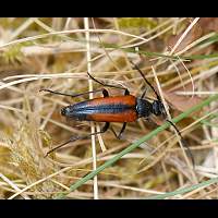 picture of , Stenurella melanura