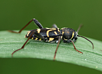 picture of Xylotrechus antilope