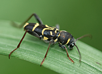 foto van Eikenwespenboktor , Xylotrechus antilope