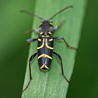 picture of Xylotrechus antilope