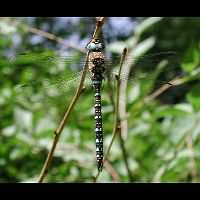 picture Migrant Hawker