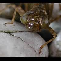 picture Migrant Hawker