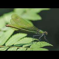 picture Banded Demoiselle