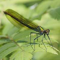 picture Calopteryx splendens