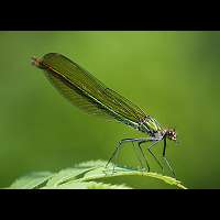 foto Calopteryx splendens