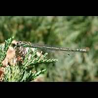 picture Coenagrion puella