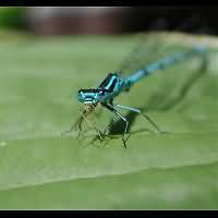 picture Azure Damselfly