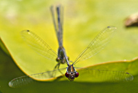 photograph of Small Redeyed damselfly, Erythromma viridulum