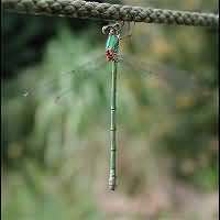 picture Lestes viridis