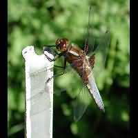 foto Libellula depressa, male