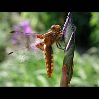 picture Libellula depressa