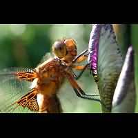 picture Broad-bodied Chaser