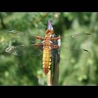 photograph Libellula depressa, female