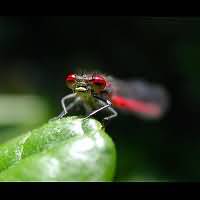 picture Large Red Damselfly