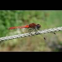 foto Sympetrum sanguineum