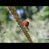 picture Sympetrum sanguineum