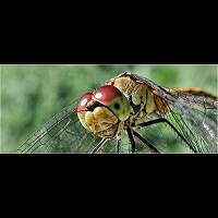 picture Ruddy Darter