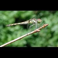 foto Sympetrum striolatum