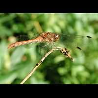 foto Sympetrum striolatum