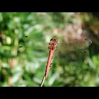 foto Sympetrum striolatum