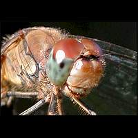 picture Sympetrum striolatum