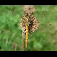 picture Vagrant Darter