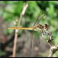 picture Vagrant Darter