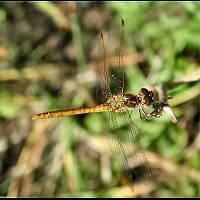 picture Sympetrum vulgatum