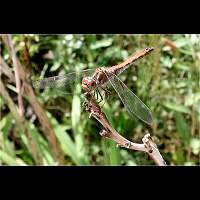 picture Sympetrum vulgatum