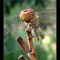 foto Steenrode Heidelibel