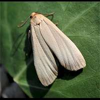 photograph of Buff Footman