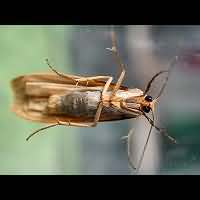 photograph of Common Footman