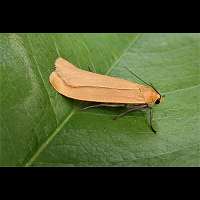 Photograph of Eilema sororcula