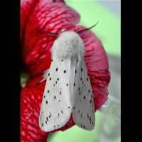 foto Spilosoma lubricipeda