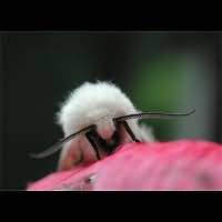 foto Spilosoma lubricipeda