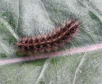 photograph of Spilosoma lubricipeda