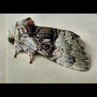 picture Nut-tree Tussock