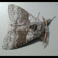 picture Pale Tussock Moth