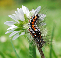 foto van Euproctis similis