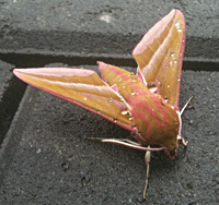 foto van Grote Elephant Hawk-moth, Deilephila elpenor  Hania Berdys (info@gardensafari.net)