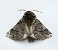 picture of Thaumetopoea processionea