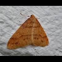 foto Agriopis aurantiaria