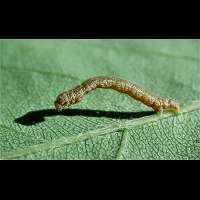 photograph of Agriopis marginaria