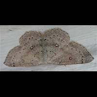 photograph of Cyclophora albipunctata