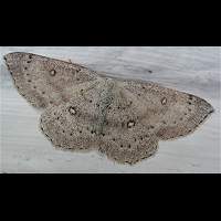 photograph of Cyclophora albipunctata